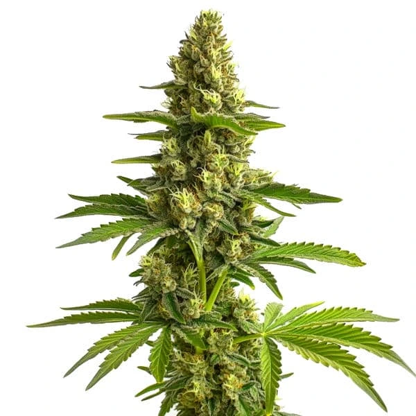 Blimburn Seeds Feminizované semená kanabisu Bruce Banner 6 ks