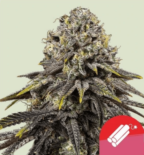 Royal Queen Seeds Feminizované semená kanabisu Dynamit Diesel 3 ks