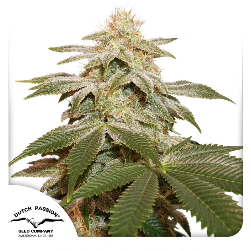 Dutch Passion Cannabiszaden Sugar Bomb Punch® Gefeminiseerd