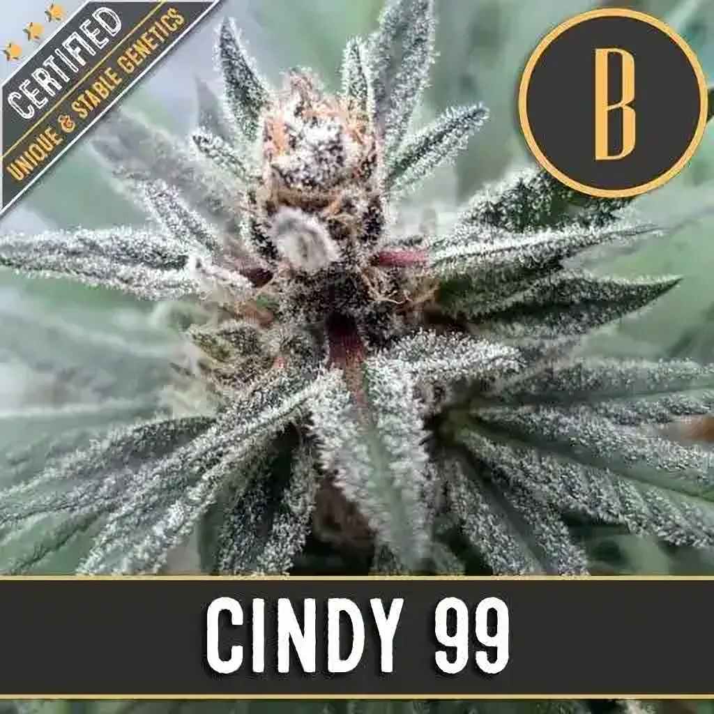 Blimburn Seeds Semená kanabisu Cindy 99 Feminizované 6 ks