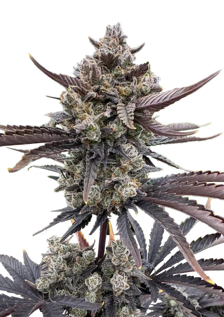 Fast Buds Cannabis Seeds Banana Purple Punch Auto RF3