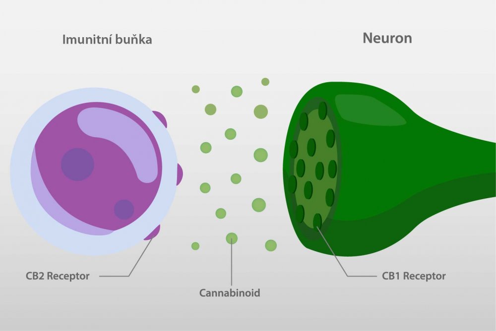 Immune cell and neuron