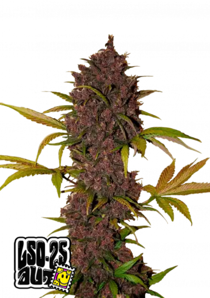 Fast Buds Cannabis Seeds LSD-25 Auto 5 ks