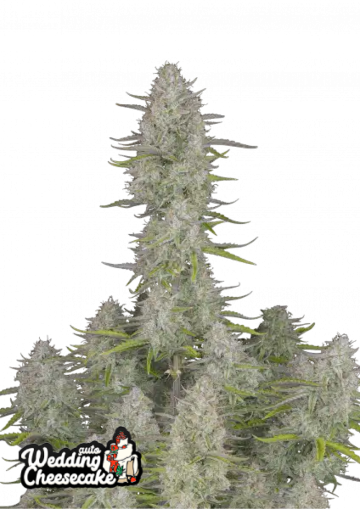 Fast Buds Cannabis Seeds Wedding Cheesecake Auto 1 ks