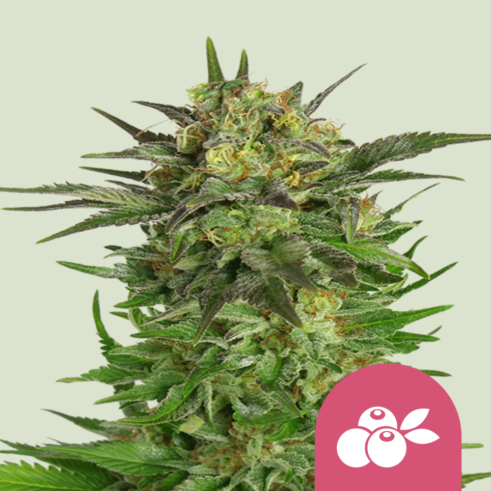 Royal Queen Seeds Cannabis Seeds Haze Berry Feminizované 1 ks