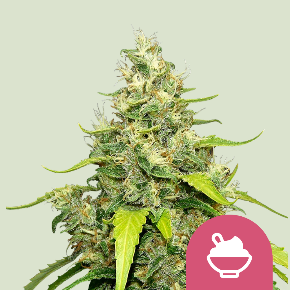 Royal Queen Seeds Cannabis Seeds Blue Gelato Feminized 3 ks