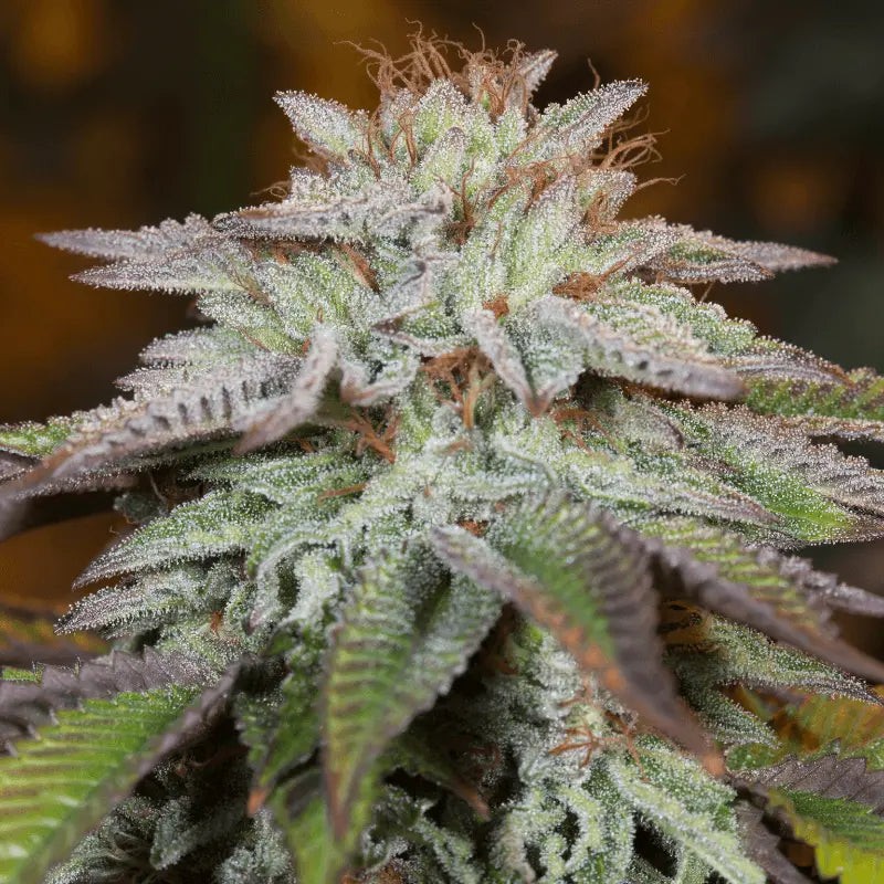 Silent Seeds Cannabis Seeds LA Vanilla Cake Auto Feminized 10 ks
