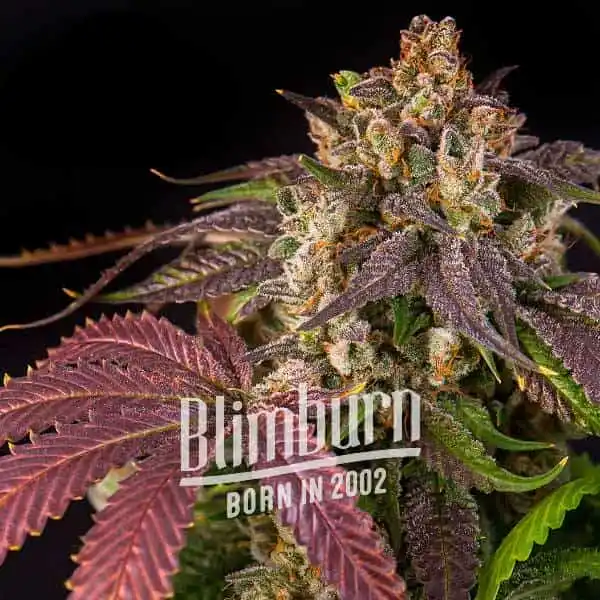 Blimburn Seeds Cannabis Seeds Pink Runtz Auto 6 ks