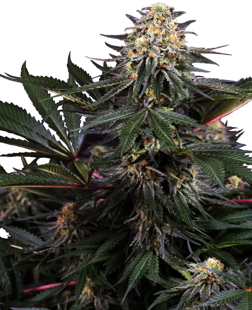 Sensi Seeds Cannabis Seeds Lockdown Kush Feminized, 3-10 ks 3 ks