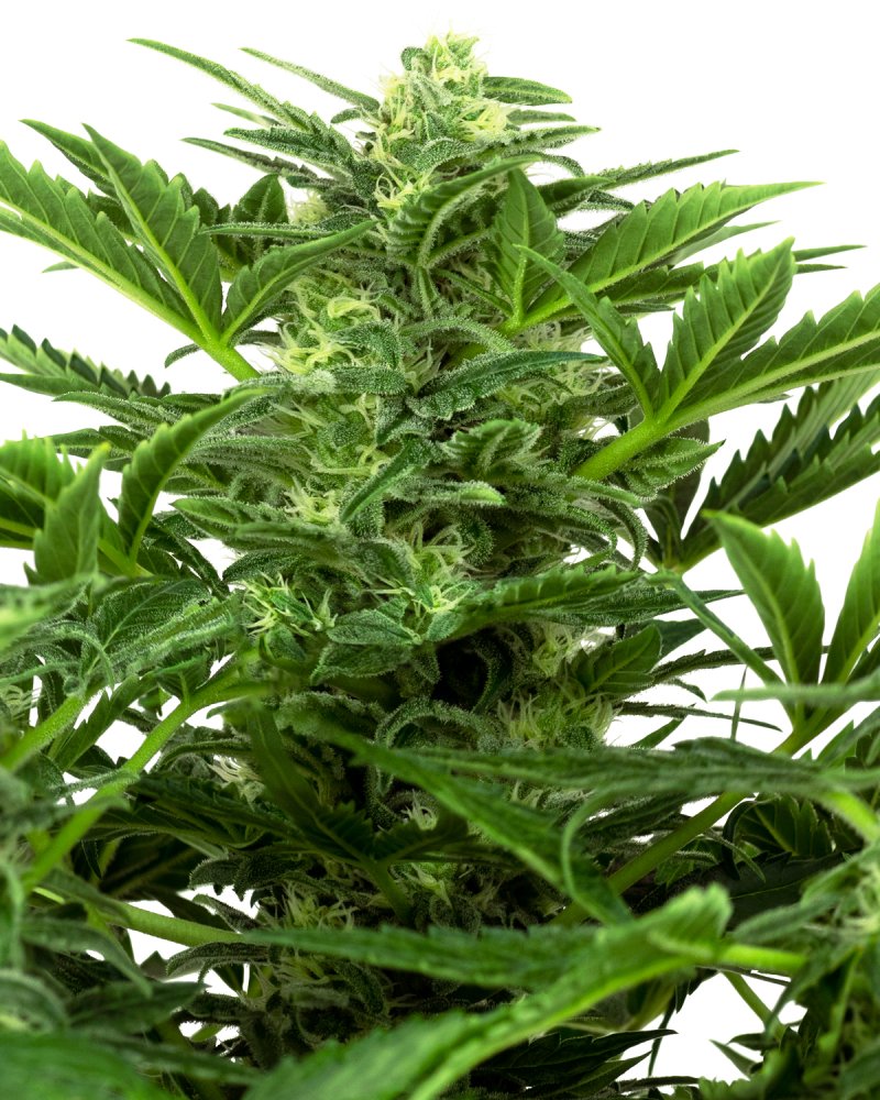 Sensi Seeds Semená kanabisu Mandarin Punch Automatic Feminized, 3-10 ks 3 ks