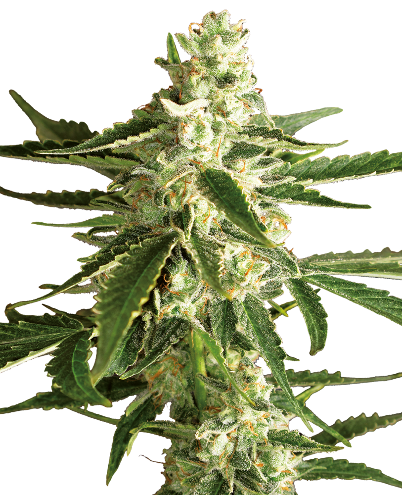 Sensi Seeds Cannabis Seeds White Diesel Haze Automatic Feminized by White Label, 3-10 ks 10 ks