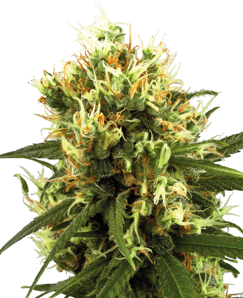 Sensi Seeds Cannabis Seeds White Haze Automatic Feminized by White Label, 3-10 ks 5 ks