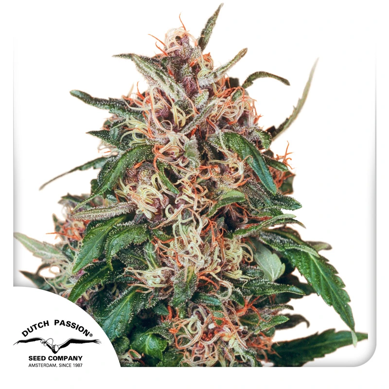 Dutch Passion Cannabiszaden Hollands Hope® Gefeminiseerd