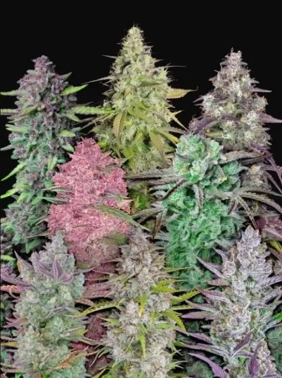 Fast Buds Cannabis Seeds Mix Pack Auto, 5 ks