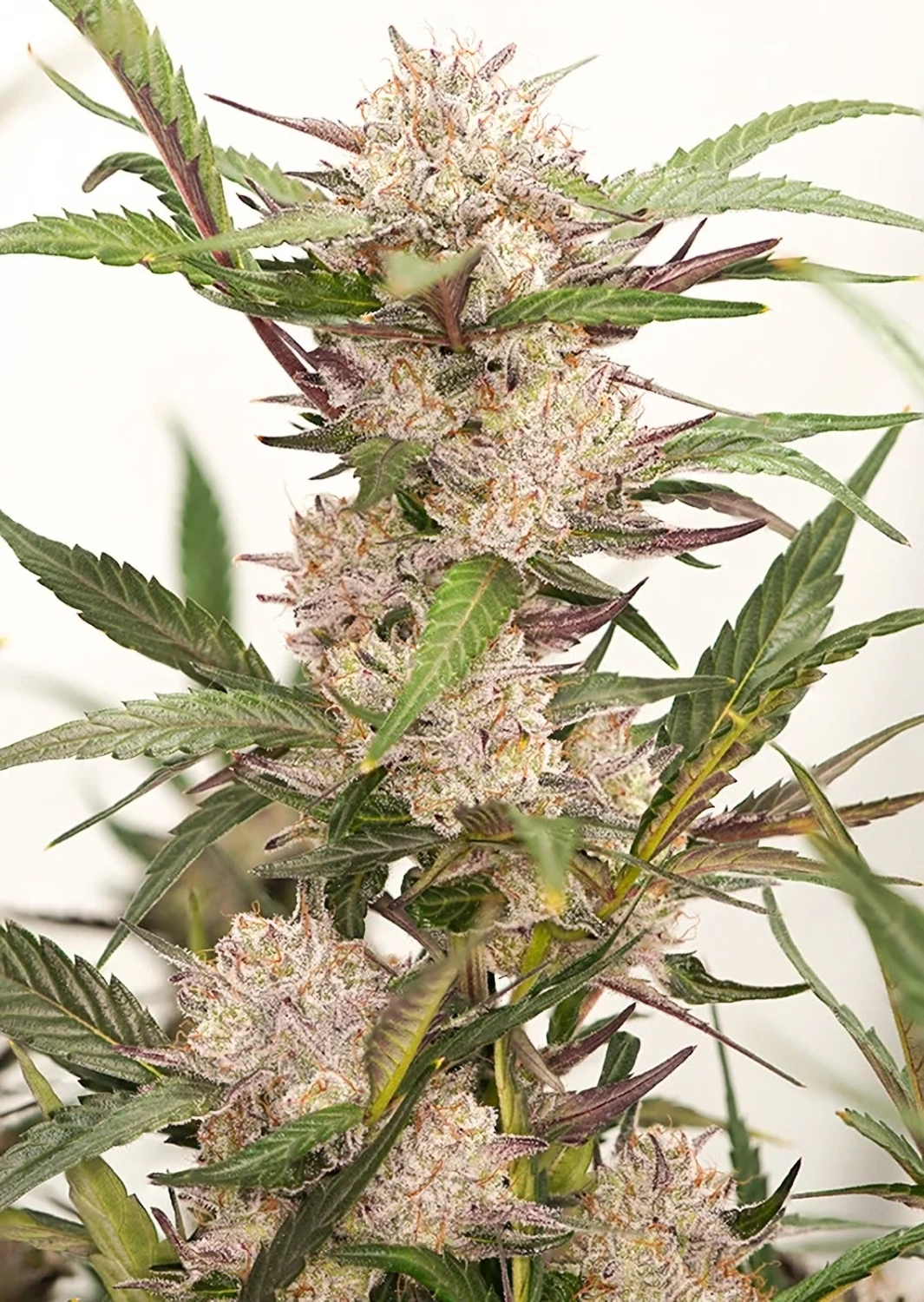 Dutch Passion Cannabiszaden Auto Mimosa Punch® Autoflowering