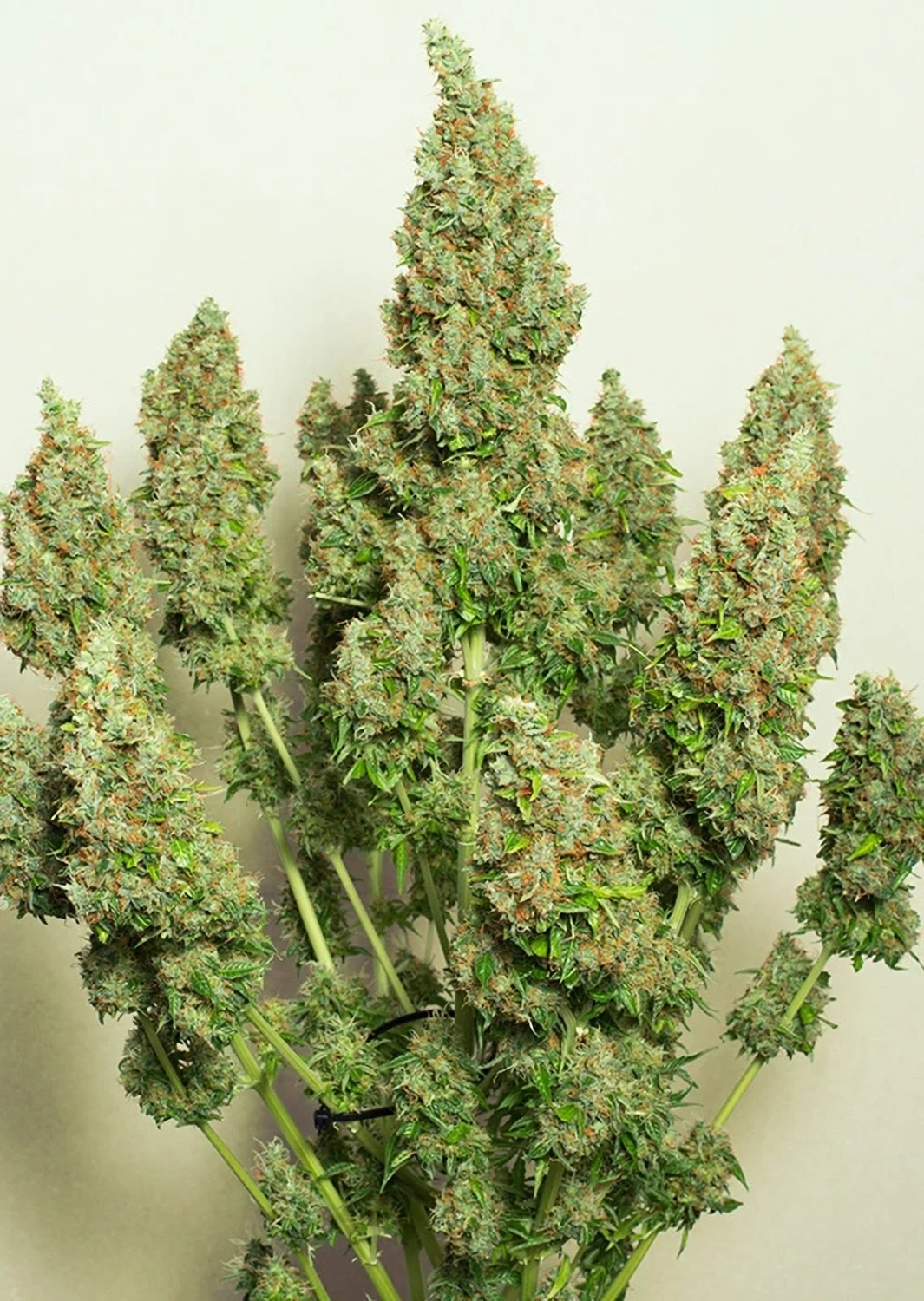Dutch Passion Cannabis Seeds Auto Mazar® Autoflowering 3 ks