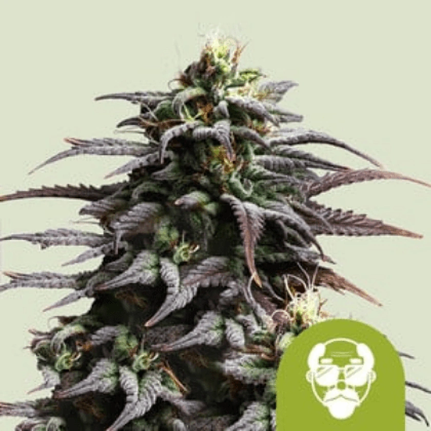 Royal Queen Seeds Cannabis Seeds Grandaddy Purple Auto 1 ks