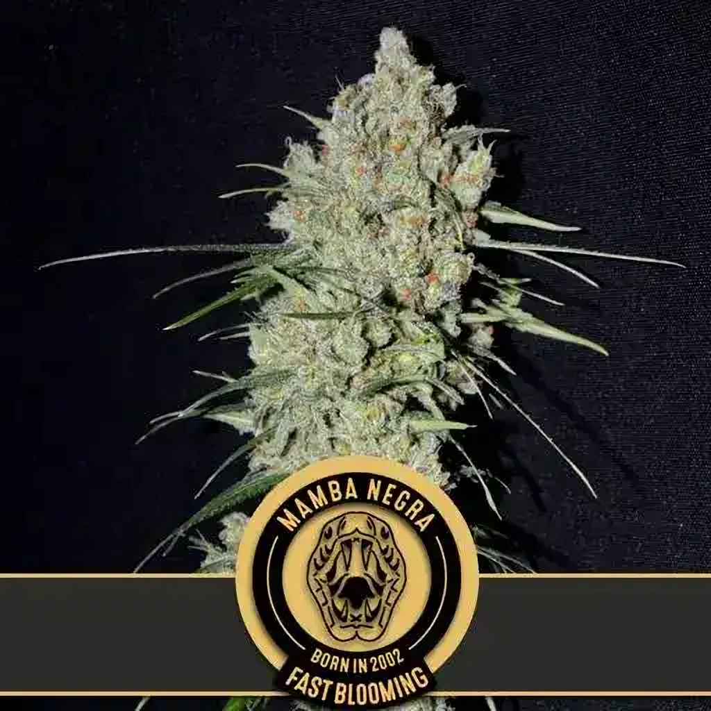Blimburn Seeds Semená konope Mamba Negra rýchlo kvitnúce 25 ks