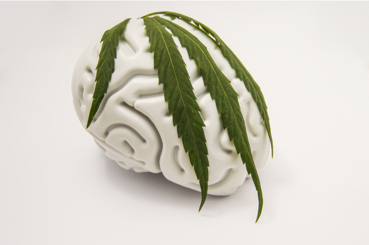 https://www.canatura.com/images/shutterstock_468975131.png