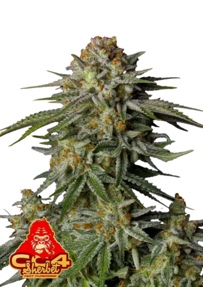Fast Buds Cannabis Seeds GG4 Sherbet FF 3 ks