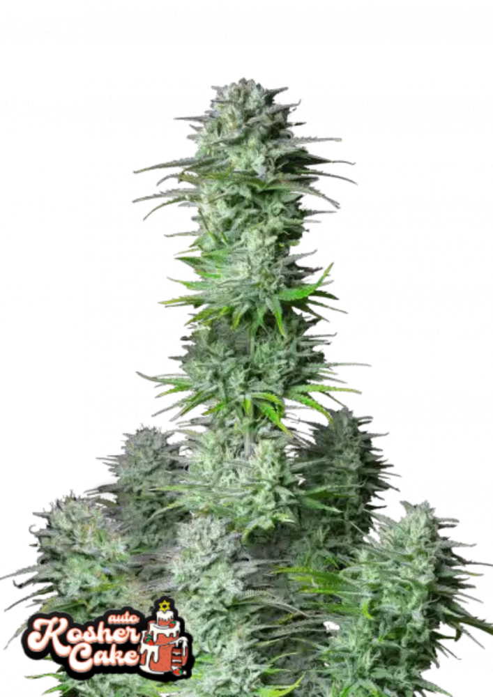 Fast Buds Cannabis Seeds Kosher Cake Auto 3 ks