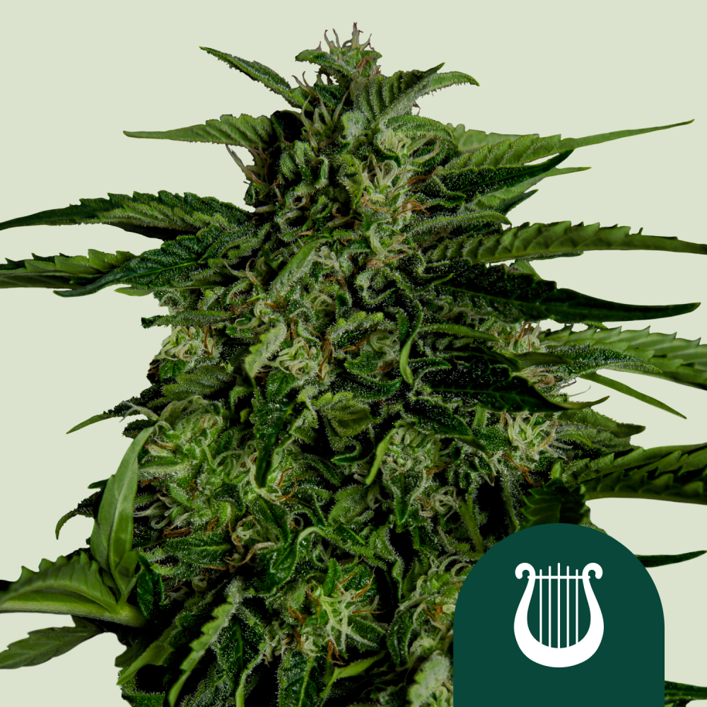 Royal Queen Seeds Cannabis Seeds Apollo F1 Auto 1 ks