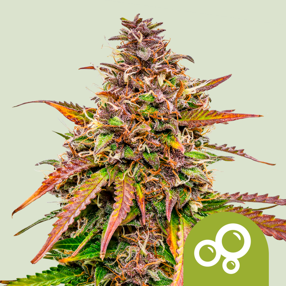 Royal Queen Seeds Cannabis Seeds Bubble Kush Auto 3 ks