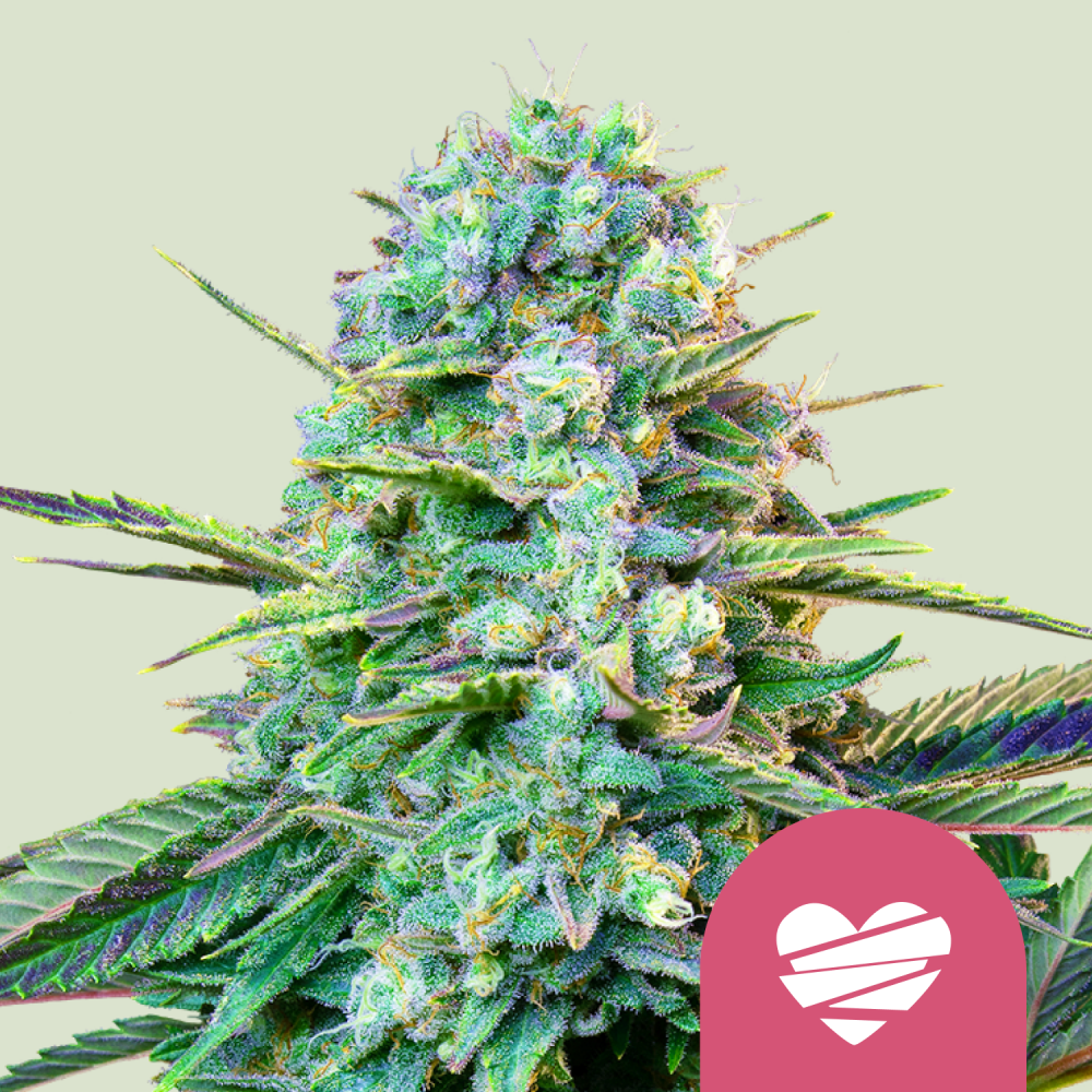 Royal Queen Seeds Cannabis Seeds Wedding Crasher Feminized 3 ks