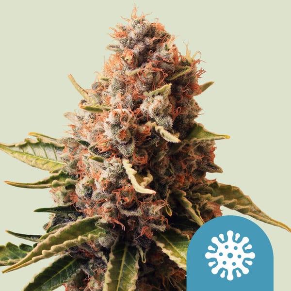 Royal Queen Seeds Cannabis Seeds Euphoria feminizované (High CBD) 10 ks
