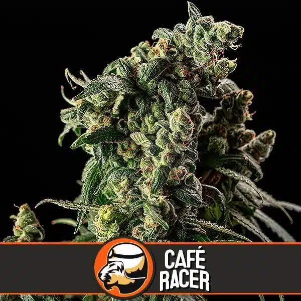 Blimburn Seeds Feminizované semená kanabisu Cafe Racer 6 ks