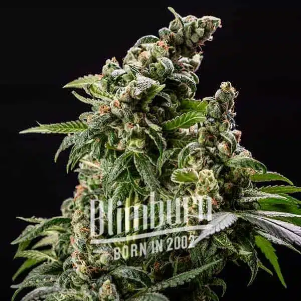 Blimburn Seeds Cannabis Seeds Cafe Racer Auto 3 ks