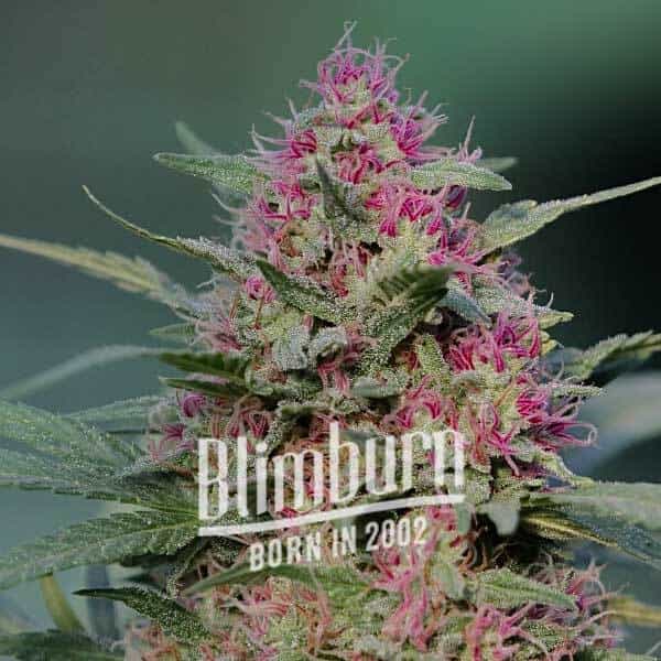 Blimburn Seeds Feminizované semená kanabisu Pink Rozay 6 ks