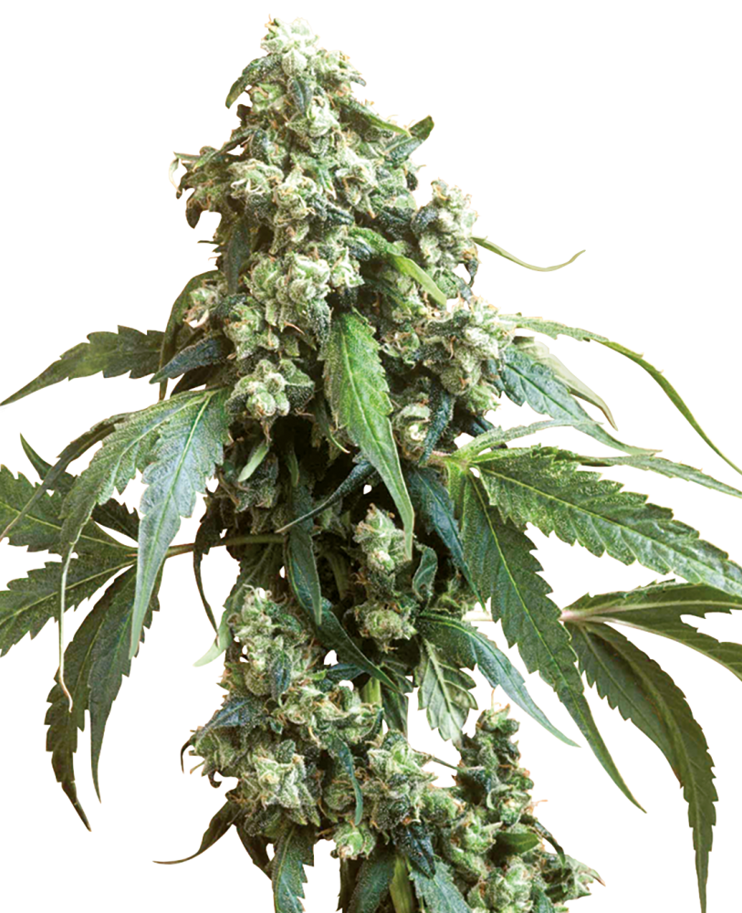 Sensi Seeds Cannabis Seeds Jack Flash® Regular, 10 ks