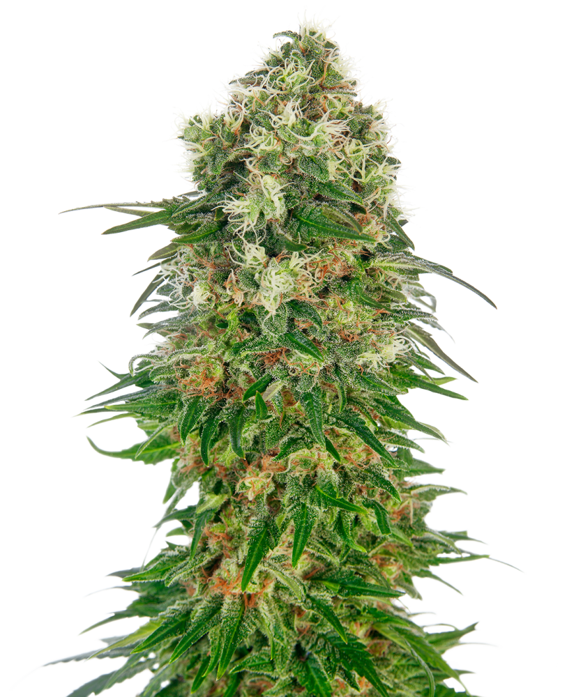 Sensi Seeds Semená kanabisu Shiva Skunk Automatic® feminizované, 3-10 ks 3 ks