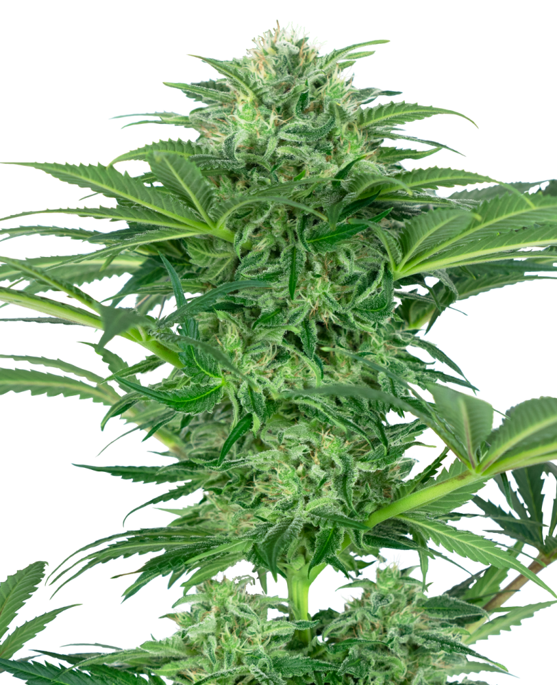 Sensi Seeds Cannabis Seeds Skunk Dream CBD feminizované, 3-10 ks 10 ks