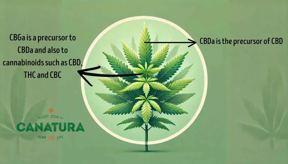Illustration of a cannabis plant accompanied by educational text explaining that CBGa is a precursor to CBDa and other cannabinoids such as CBD, THC and CBC
