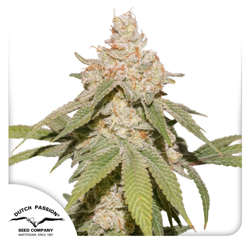 Dutch Passion Cannabiszaden Auto SFV OG® Autoflowering