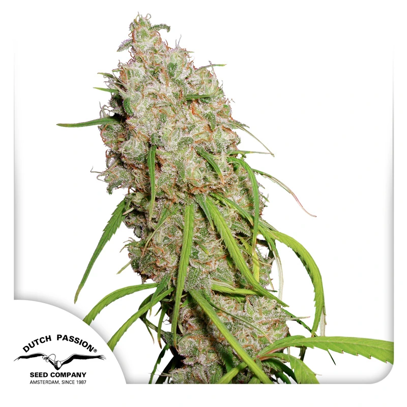 Dutch Passion Cannabiszaden Desfrán® Gefeminiseerd