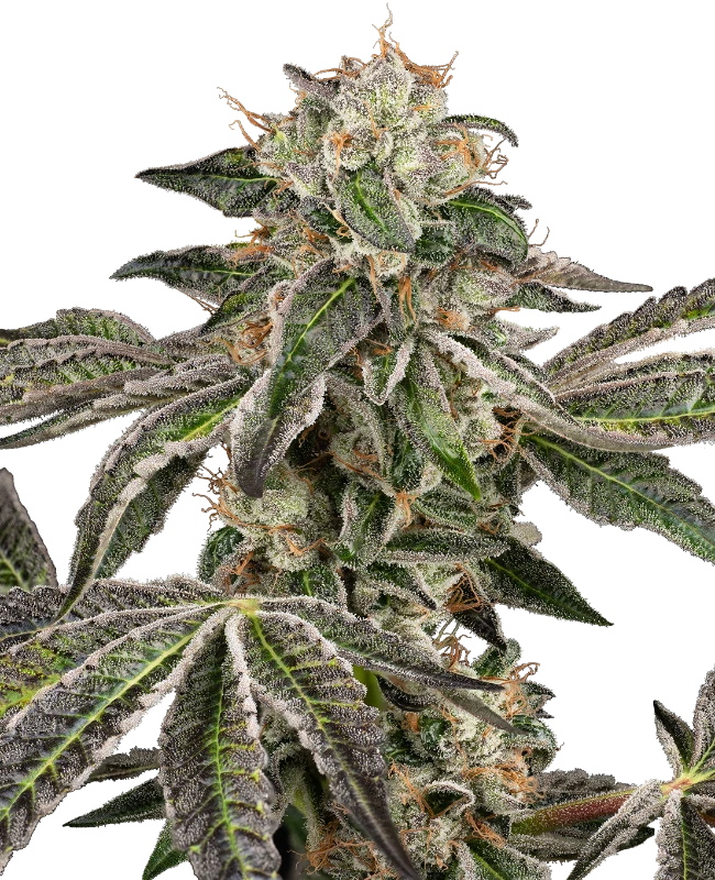 Sensi Seeds Cannabis Seeds Runtz Automatic Samokvitnúce 10+4 ks