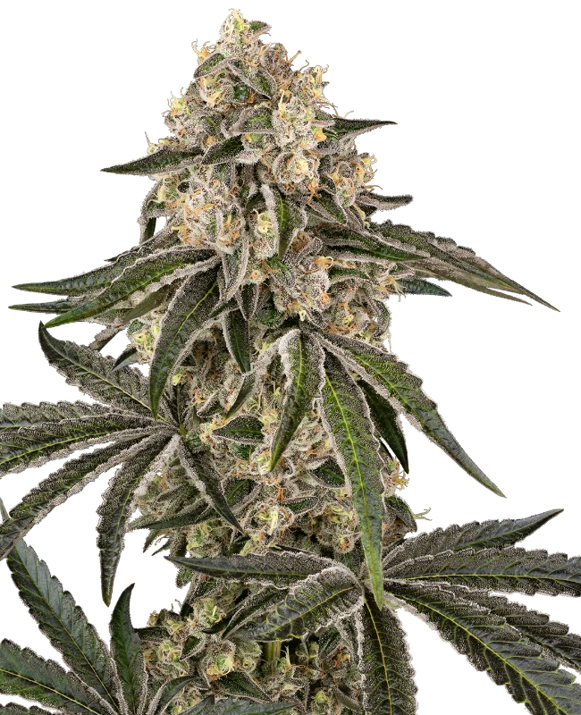 Sensi Seeds Cannabis Seeds Sunset Peach Feminizované 3+1 ks