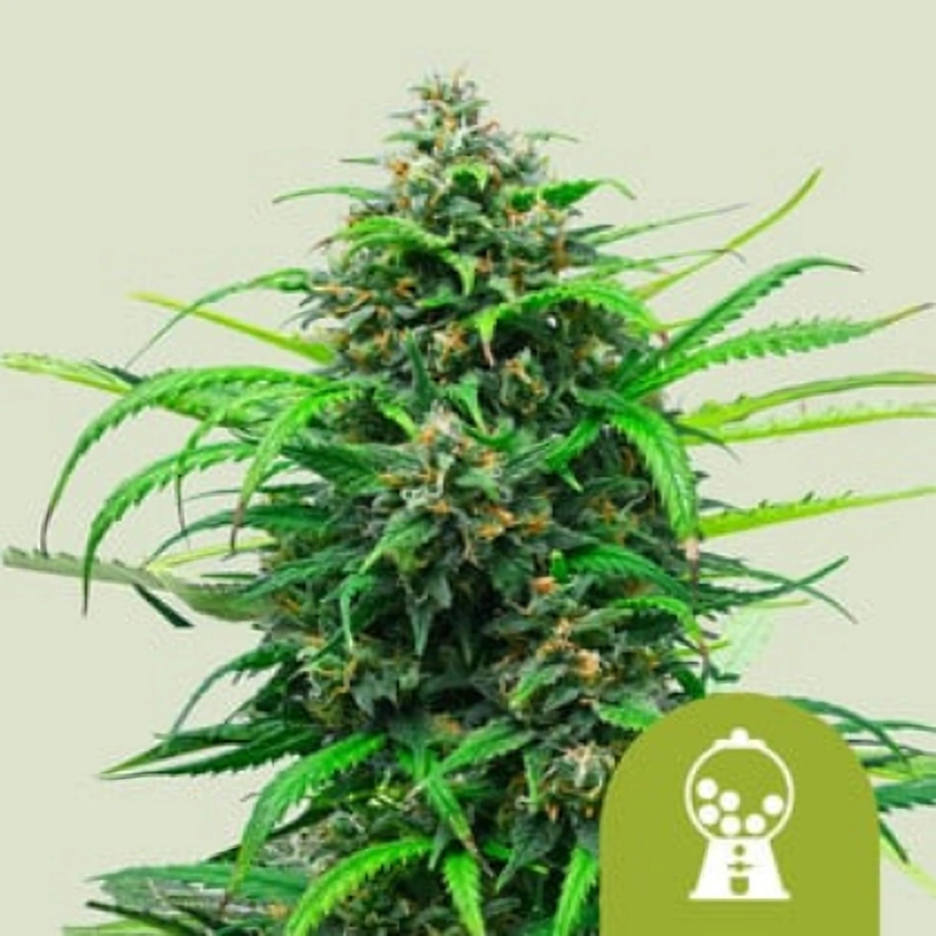 Royal Queen Seeds Cannabis Seeds Pink Runtz Auto 1 ks