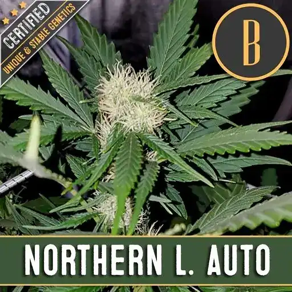 Blimburn Seeds Cannabis Seeds Northern Lights Auto 9 ks
