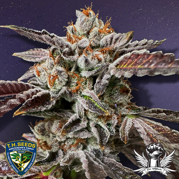 T.H.Seeds™ Cannabis Seeds RuntzMattazz, limited edition, 2 pack, feminized