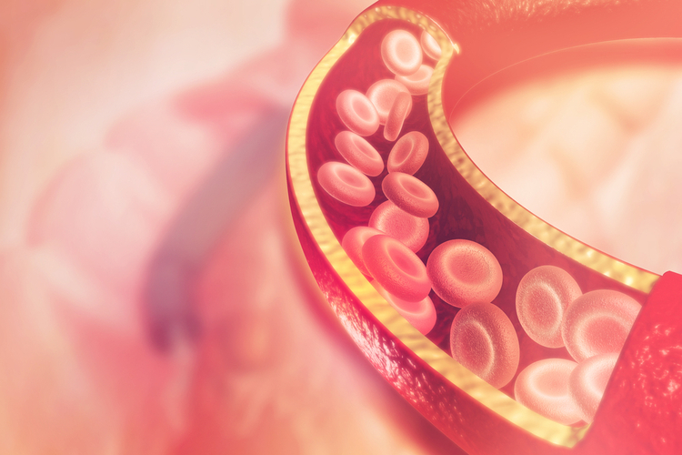 CBD and Heart Health – An illustration of blood circulation showing red blood cells in a blood vessel