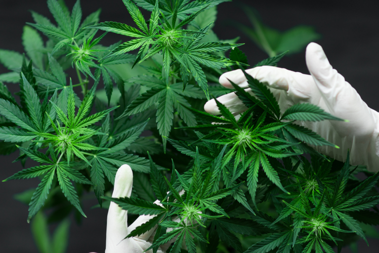 Cannabis