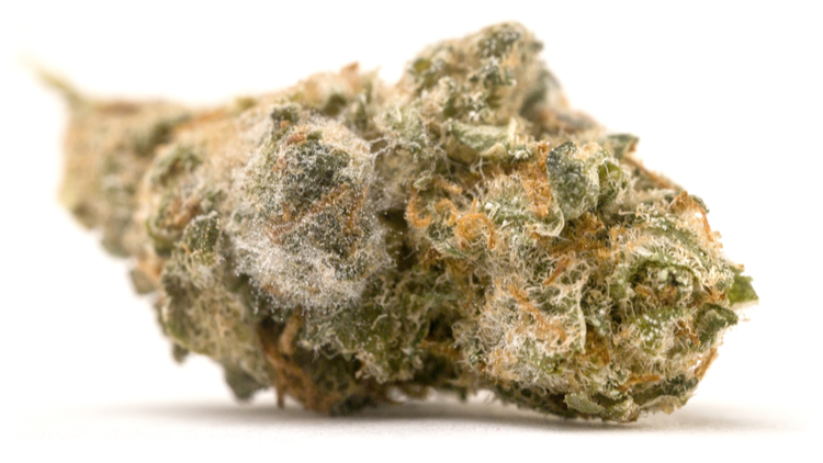 Cannabis bud with visible mold contamination, unhealthy flower example