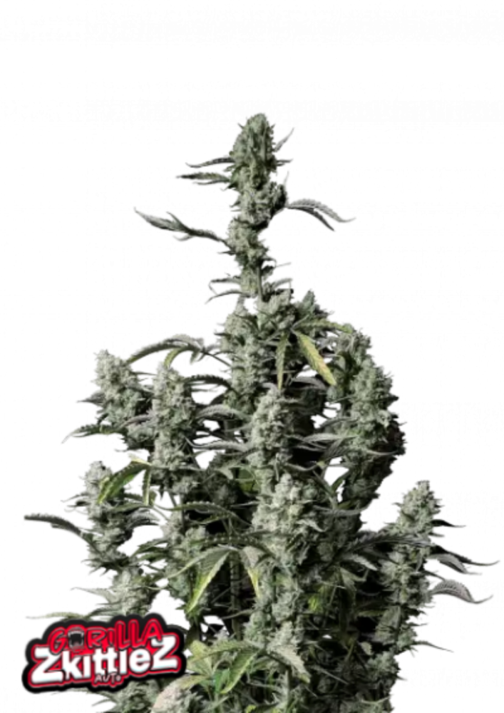 Fast Buds Cannabis Seeds Gorilla Zkittlez Auto 1 ks