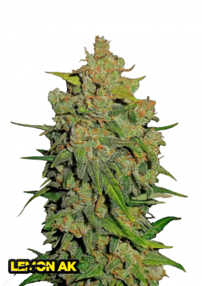 Fast Buds Cannabis Seeds Lemon AK Auto 3 ks