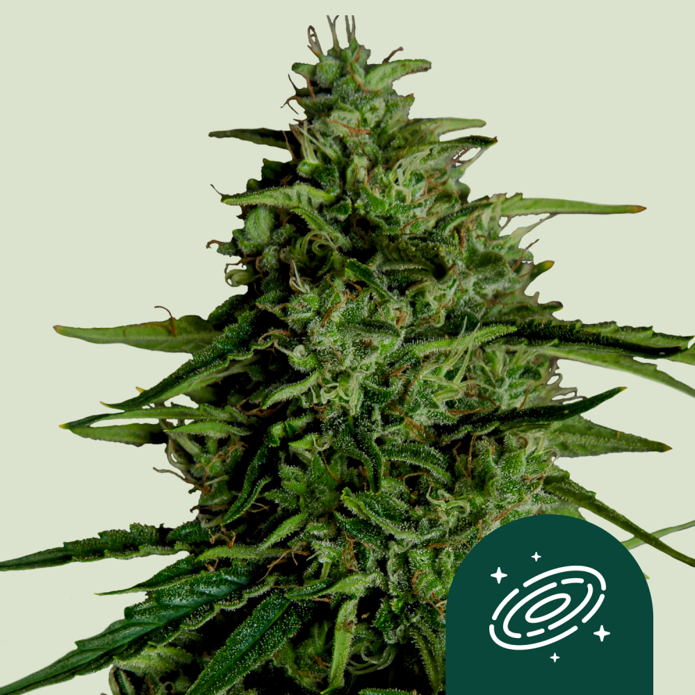 Royal Queen Seeds Cannabis Seeds Milky Way F1 Auto 5 ks