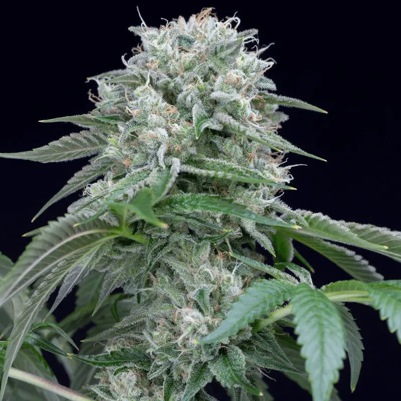 Silent Seeds Feminizované semienka exotického kanabisu Starfire OG 10 ks